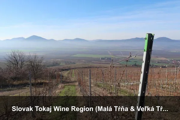 Slovak Tokaj Wine Region (Malá Tŕňa & Veľká Tŕňa)