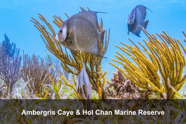 Ambergris Caye & Hol Chan Marine Reserve