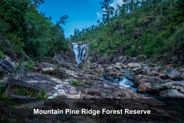 Mountain Pine Ridge Forest Reserve