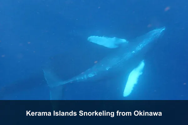 Kerama Islands Snorkeling from Okinawa