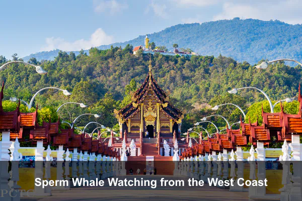 Sperm Whale Watching from the West Coast