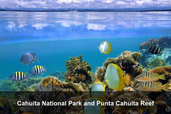 Cahuita National Park and Punta Cahuita Reef