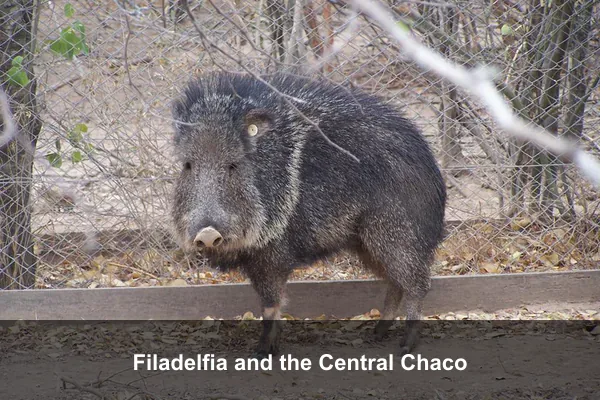 Filadelfia and the Central Chaco