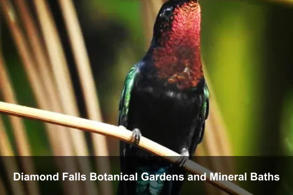 Diamond Falls Botanical Gardens and Mineral Baths