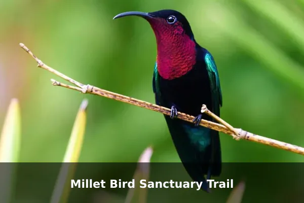 Millet Bird Sanctuary Trail