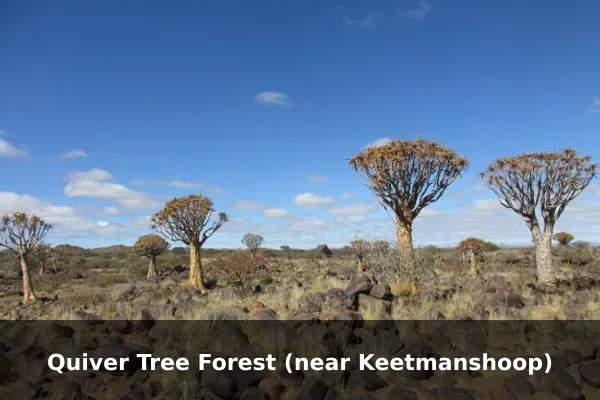 Quiver Tree Forest (near Keetmanshoop)