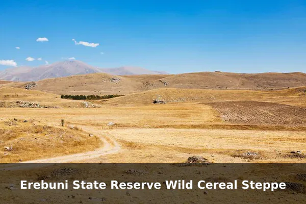 Erebuni State Reserve Wild Cereal Steppe
