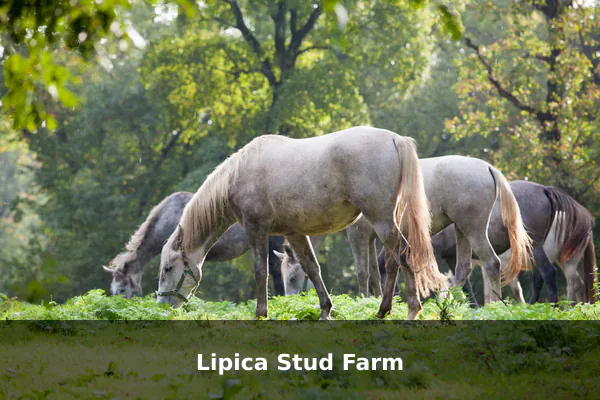 Lipica Stud Farm
